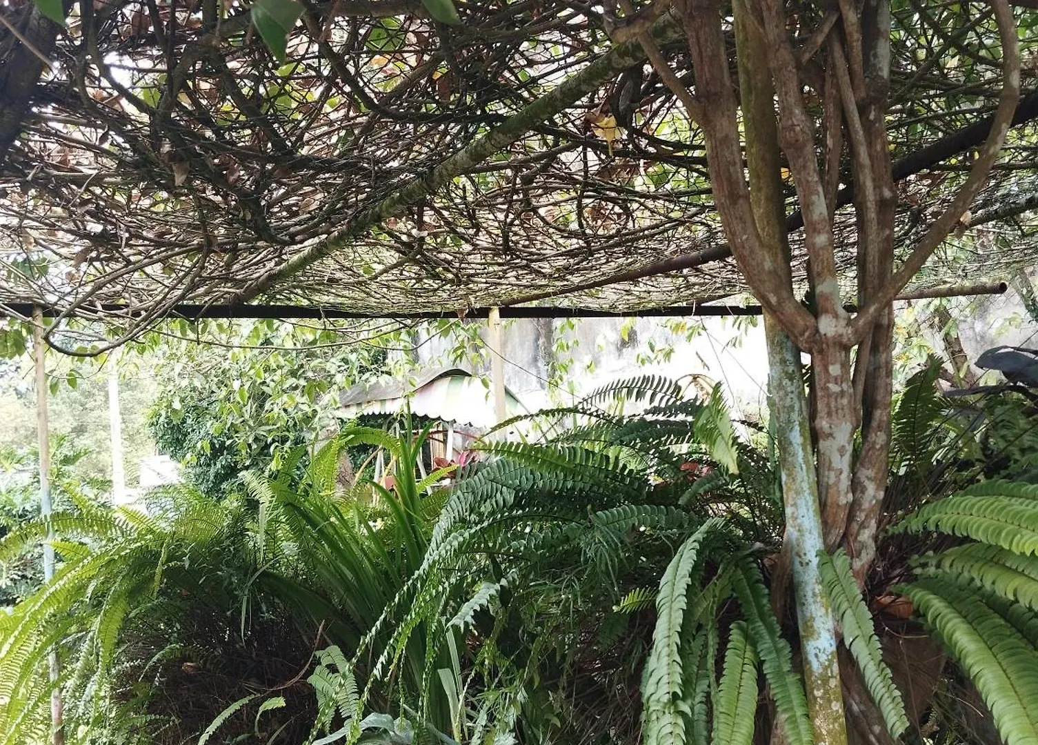 Homestay Lamp Colonial Bungalow Airport Katunayake